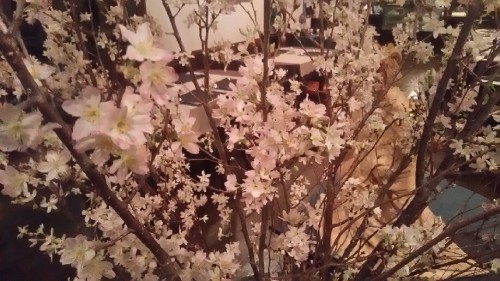 ケイオウ桜満開
