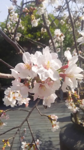 2016.4.1桜